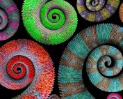 Dark Grey World - Communications Chameleon or One-Voice Choir?