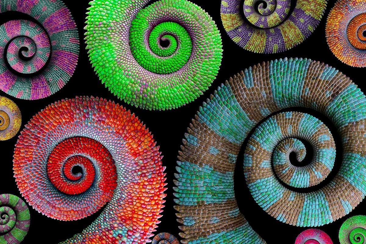 Dark Grey World - Communications Chameleon or One-Voice Choir?
