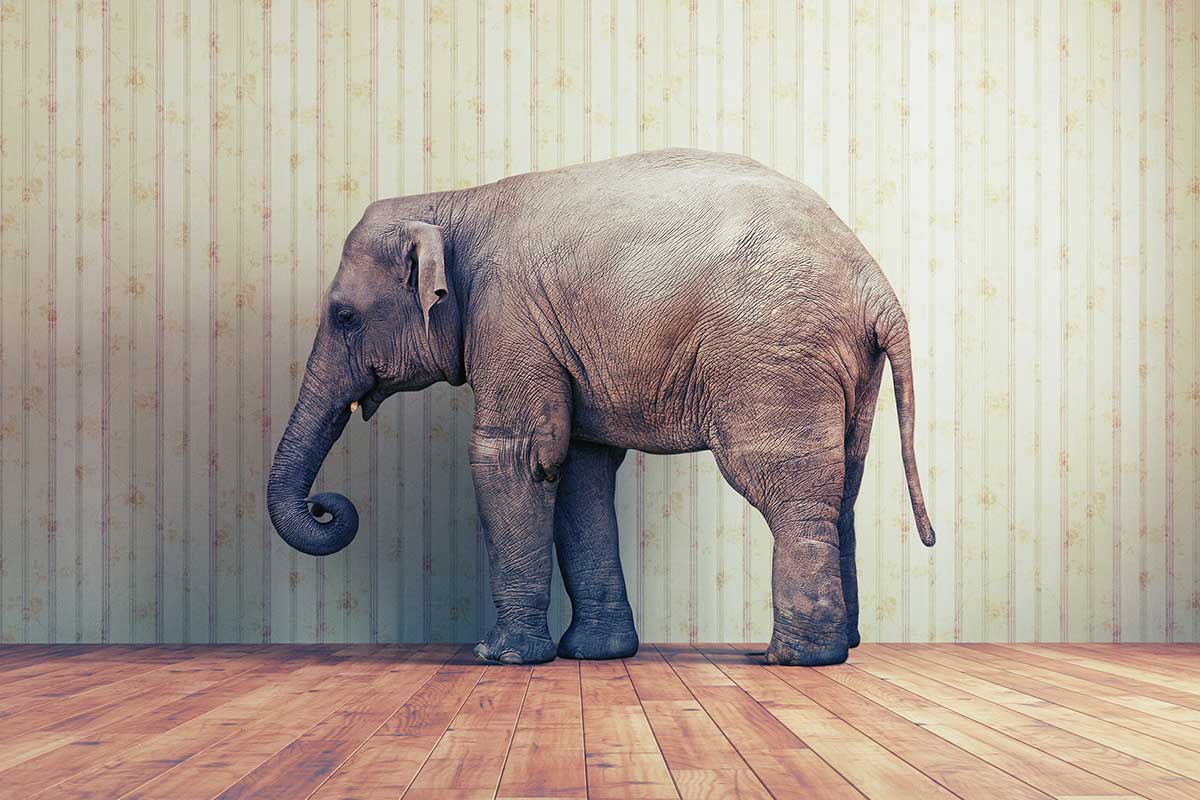 Dark Grey World - Elephant in the Room